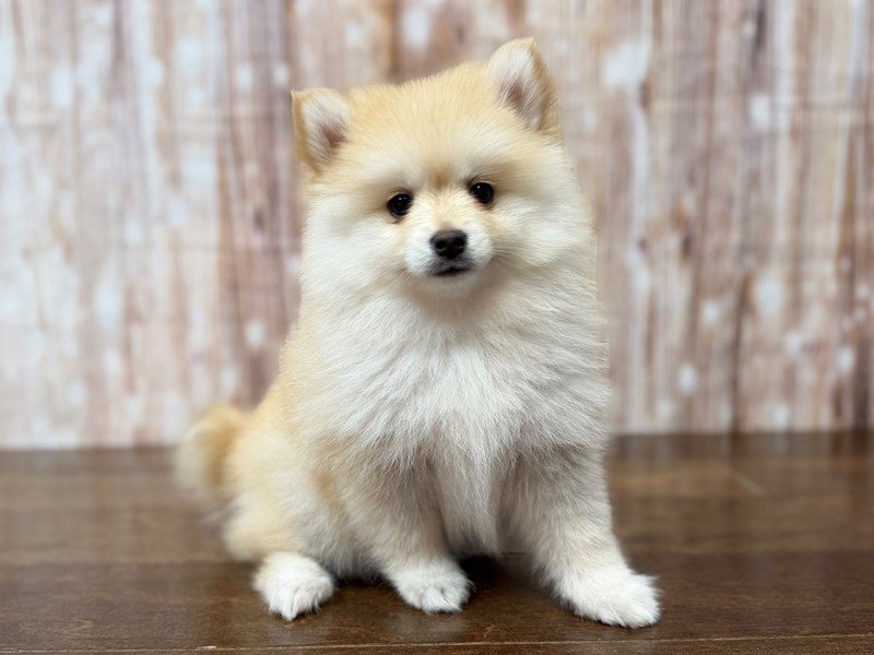 [#4277] Ember - Cream Female Pomsky Puppies for Sale