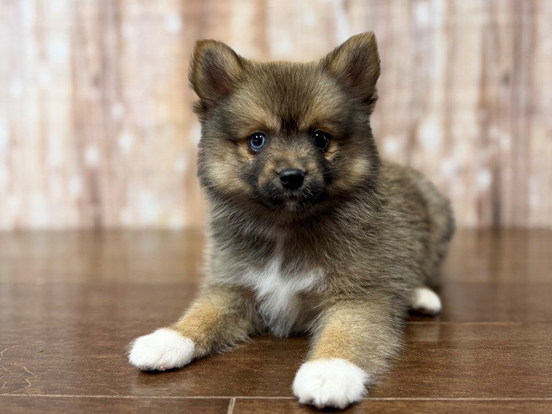 [#4278] Eloise - Brown and white Female Pomsky Puppies for Sale