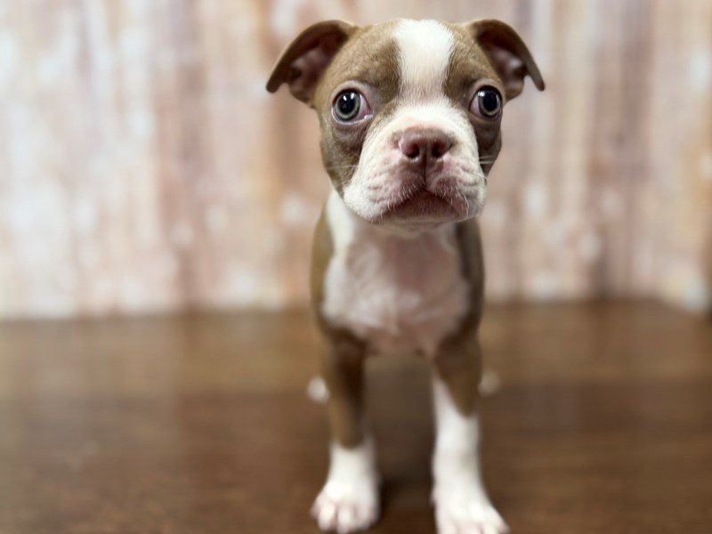 [#4283] Felicity - Light brown and white Female Boston Terrier Puppies for Sale