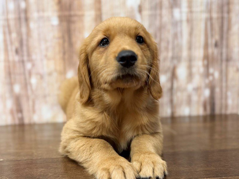 [#4280] Skye - Red Female Golden Retriever Puppies for Sale