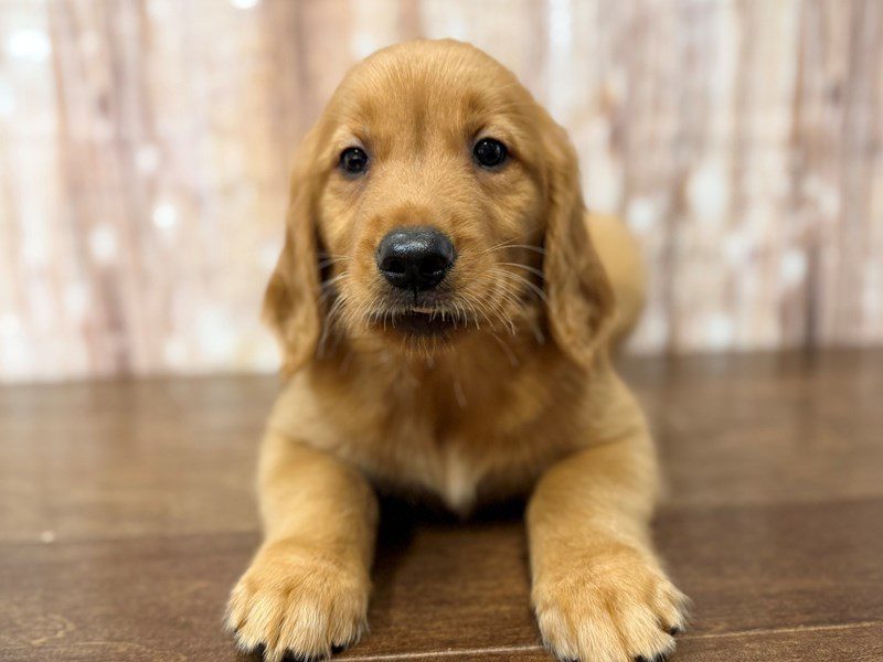 [#4282] Tulip - Red Female Golden Retriever Puppies for Sale