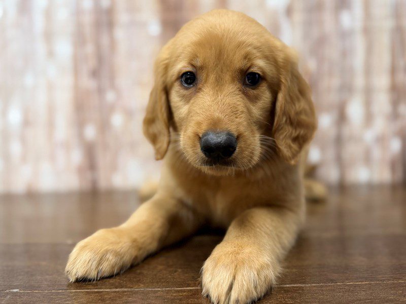 [#4281] Raye - Red Female Golden Retriever Puppies for Sale
