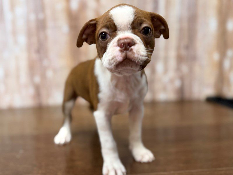 [#4285] Carly - Red Brindle and white Female Boston Terrier Puppies for Sale