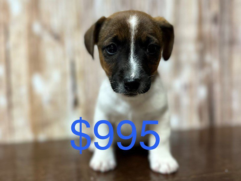 [#4221] Eugene - Brown and white Male Jack Russell Terrier Puppies for Sale