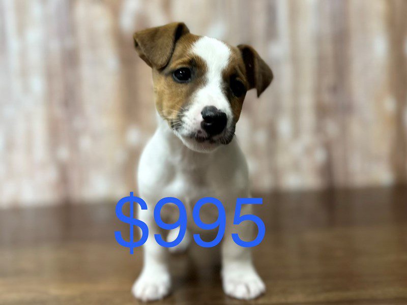 [#4222] Hewitt - Brown and white Male Jack Russell Terrier Puppies for Sale