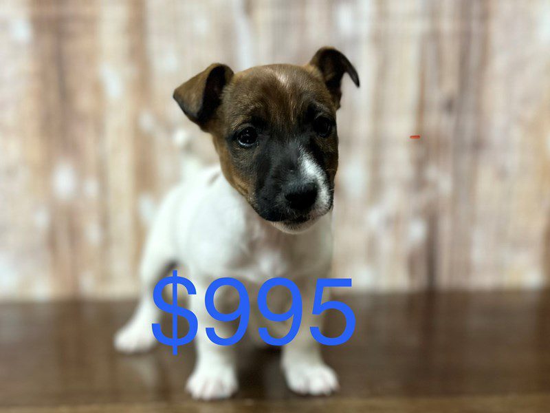 [#4223] Norman - Brown and white Male Jack Russell Terrier Puppies for Sale