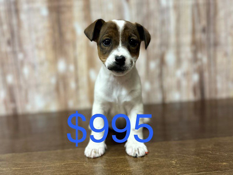 [#4224] Ruby - Brown and white Female Jack Russell Terrier Puppies for Sale