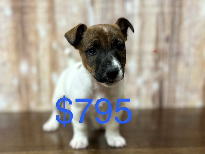 [#4223] Norman - Brown and white Male Jack Russell Terrier Puppies for Sale