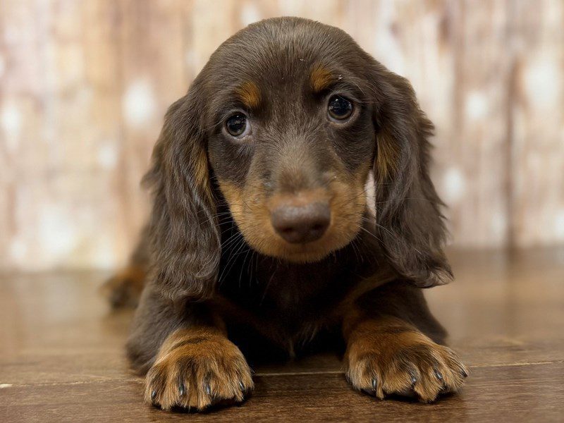 [#4291] Paxton - Chocolate and tan Male Dachshund Puppies for Sale