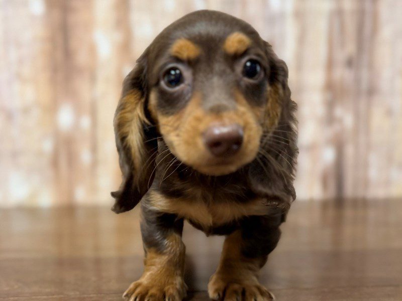 [#4293] Anna - Chocolate and tan Female Dachshund Puppies for Sale