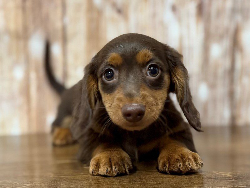 [#4294] Elphie - Chocolate and tan Female Dachshund Puppies for Sale