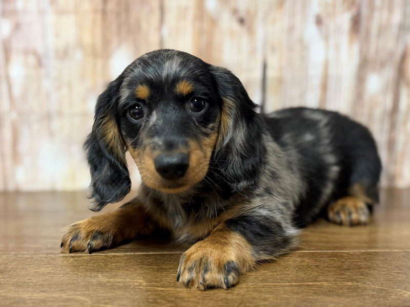 [#4292] Atlas - Silver Dapple Male Dachshund Puppies for Sale