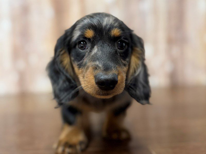 [#4292] Atlas - Silver Dapple Male Dachshund Puppies for Sale