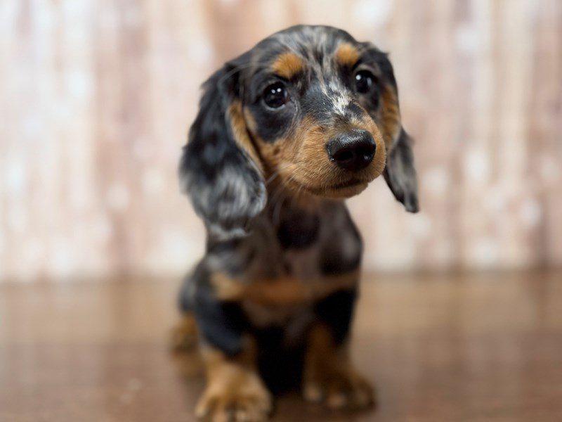[#4295] Elise - Silver Dapple Female Dachshund Puppies for Sale