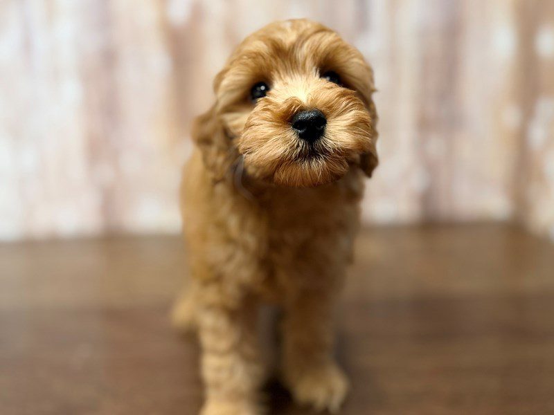[#4297] Poppy - Red Female F1BB Mini Goldendoodle Puppies for Sale