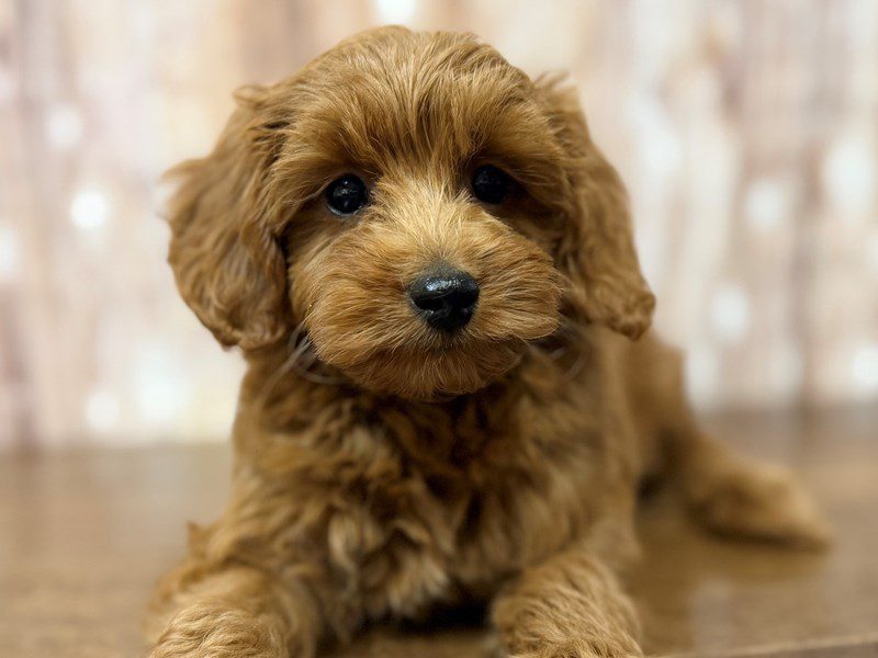 [#4296] Dexter - Red Male F1BB Mini Goldendoodle Puppies for Sale
