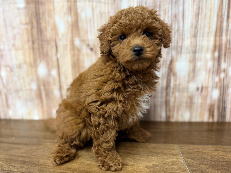 F1BB Mini Goldendoodle Dog Female Red 4298