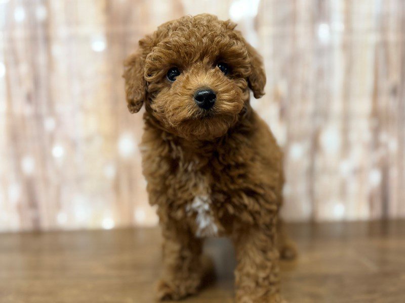 [#4298] Pixie - Red Female F1BB Mini Goldendoodle Puppies for Sale