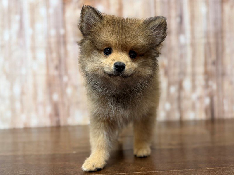 [#4290] Finnegan - Sable Male Pomeranian Puppies for Sale