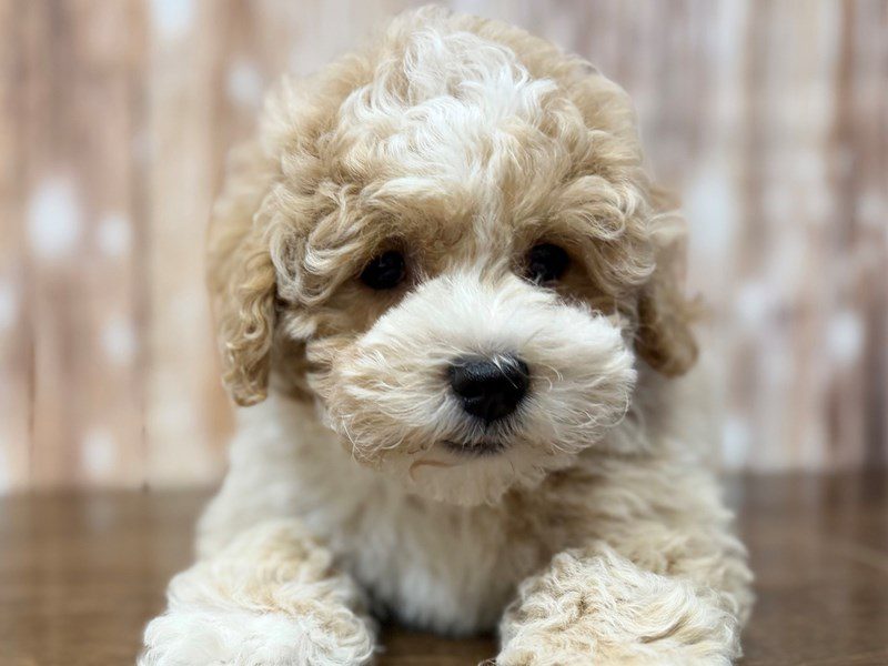 [#4287] Caspain - Apricot Male Bichapoo Puppies for Sale
