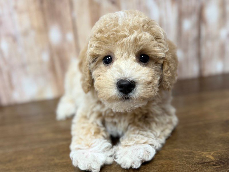 [#4288] Gus - Apricot Male Bichapoo Puppies for Sale