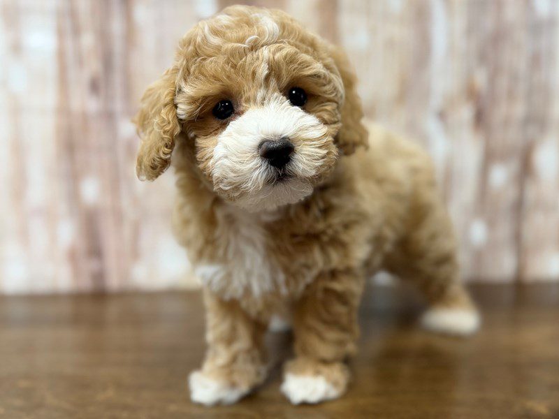 [#4286] Payton - Apricot Female Bichapoo Puppies for Sale