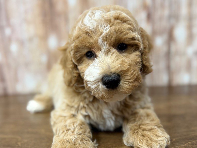 [#4289] Louie - Apricot Male Bichapoo Puppies for Sale