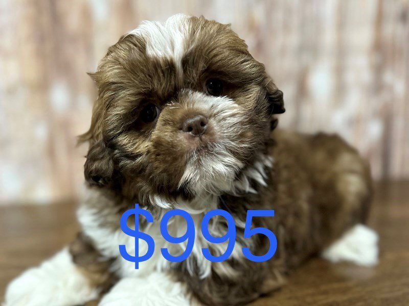 Shih Tzu Dog Male Brown and white 4136