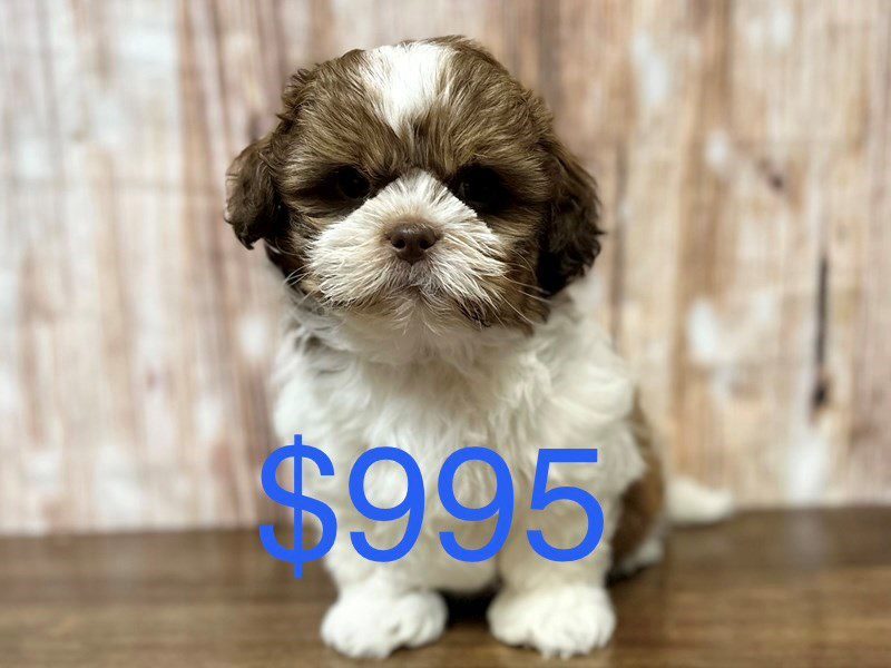 Shih Tzu Dog Male Brown and white 4134