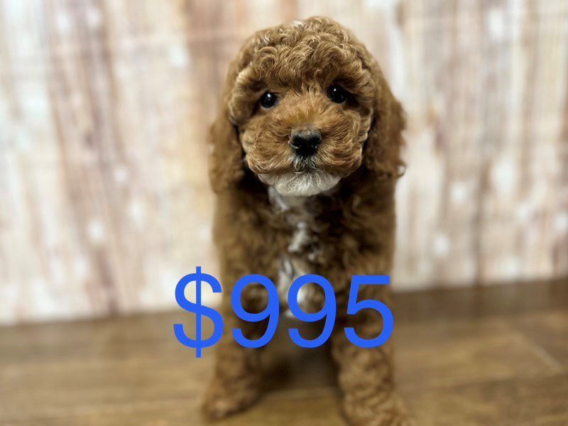 Miniature Poodle Dog Male Red and white 4132