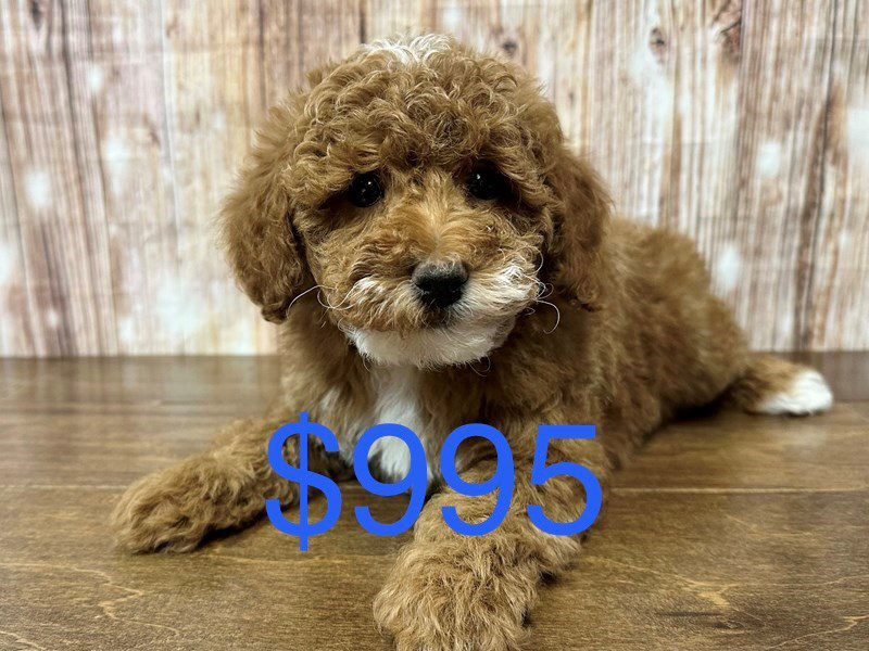 Miniature Poodle Dog Male Red and white 4130