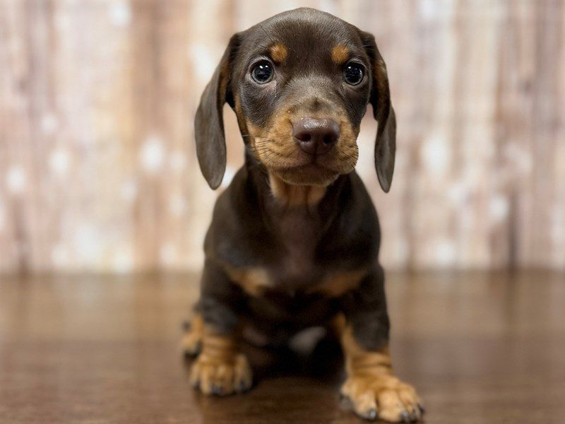 [#4313] Piper - Chocolate and tan Female Dachshund Puppies for Sale