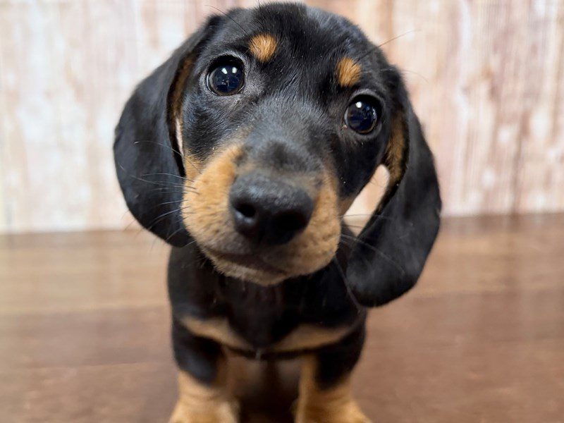 [#4312] Isaac - Black and tan Male Dachshund Puppies for Sale