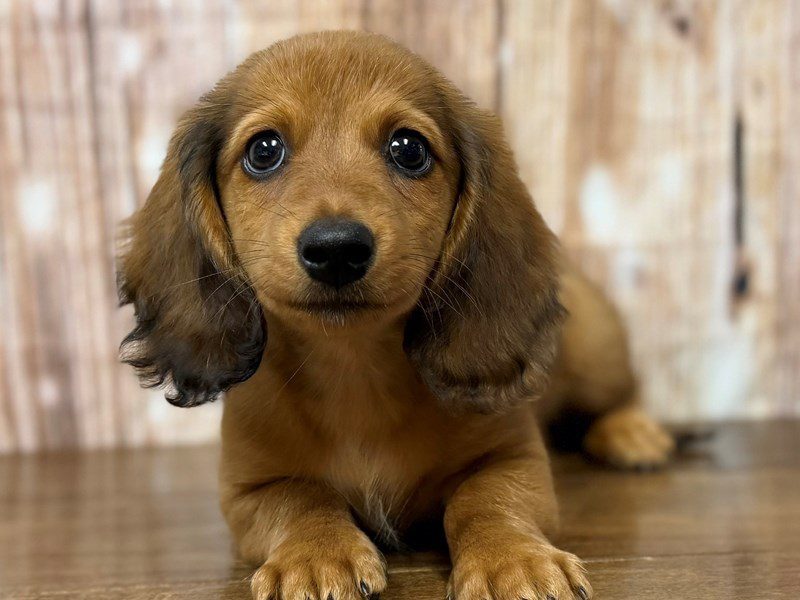 [#4311] Trenton - Sable Male Dachshund Puppies for Sale