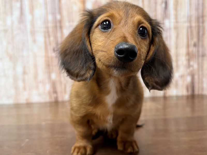 [#4310] Eli - Sable Male Dachshund Puppies for Sale
