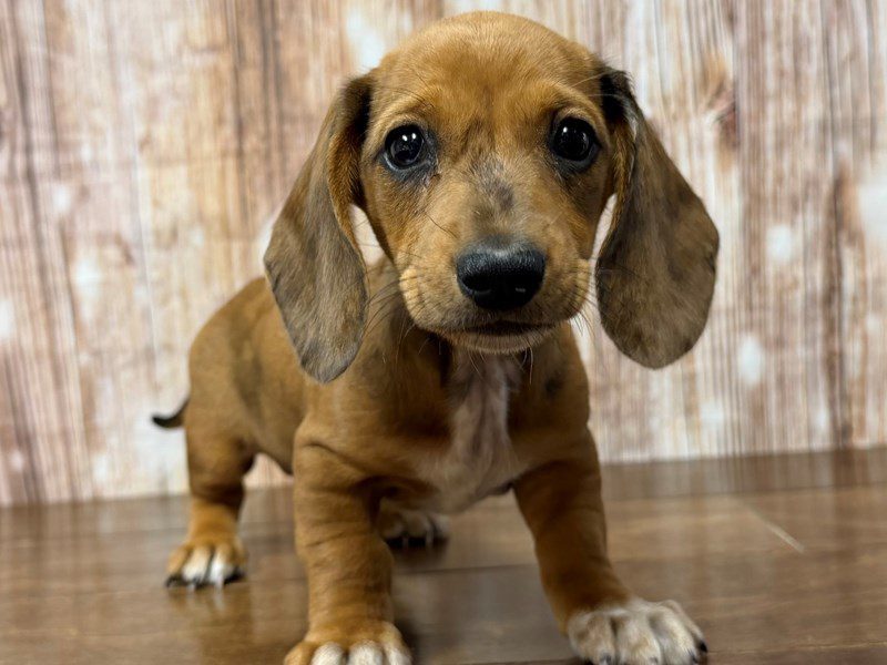 [#4308] Ginny - Red dapple Female Dachshund Puppies for Sale