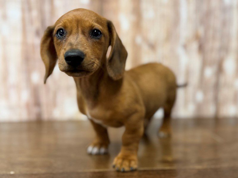 [#4307] Phillip - Red dapple Male Dachshund Puppies for Sale