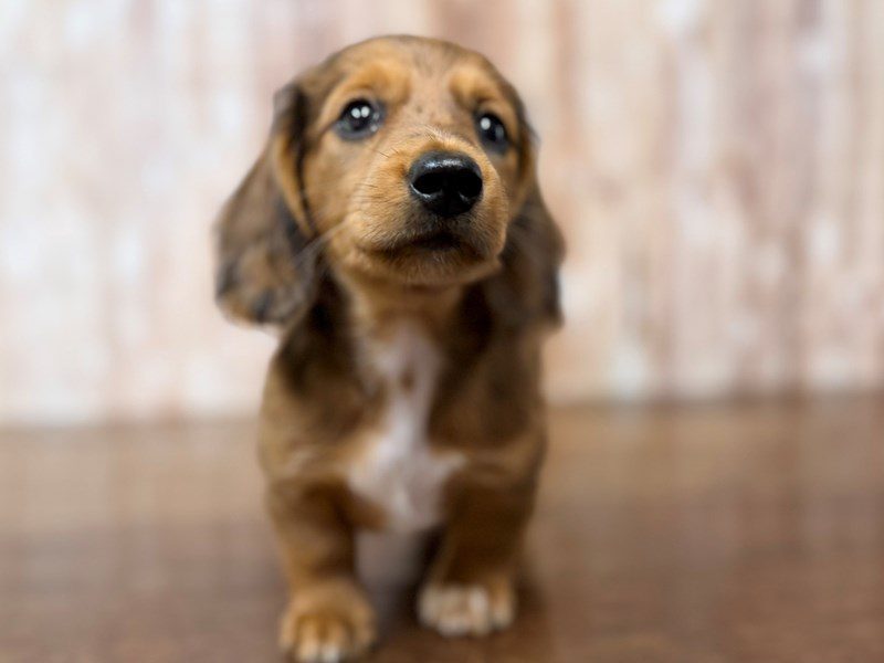 [#4309] Georgia - Red dapple Female Dachshund Puppies for Sale