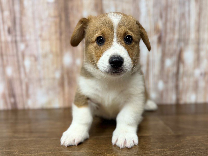 [#4315] Horton - Sable Male Pembroke Welsh Corgi Puppies for Sale