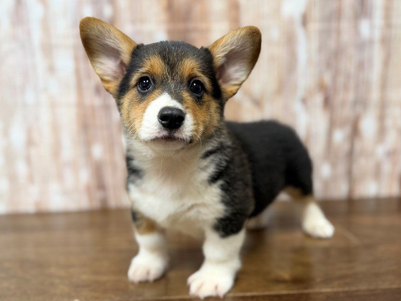 [#4314] Hudson - Tricolor Male Pembroke Welsh Corgi Puppies for Sale