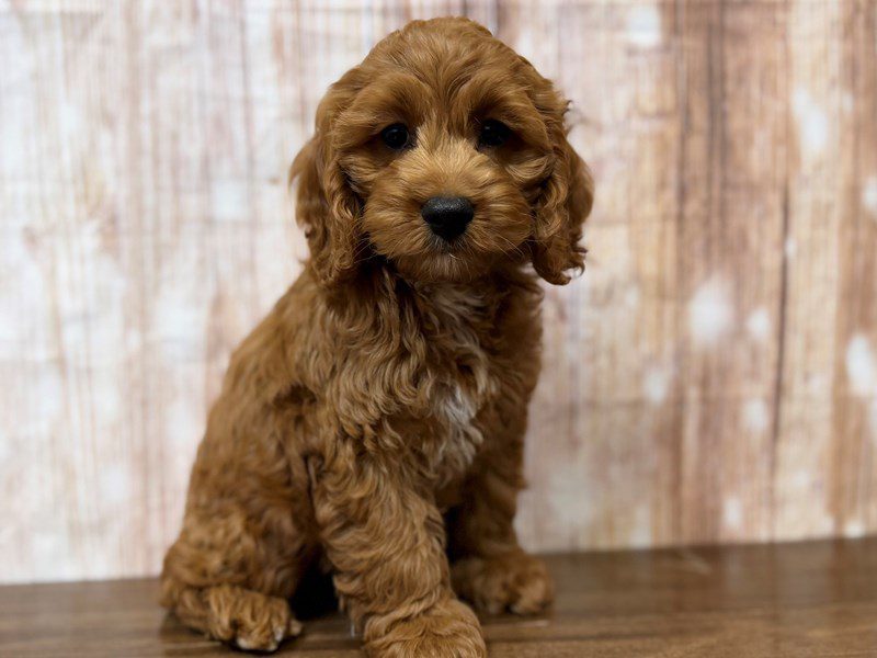 [#4303] Lydia - Red Female Cockapoo Puppies for Sale