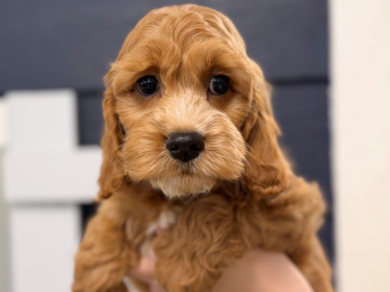 [#4306] Beau - Red Male Cockapoo Puppies for Sale