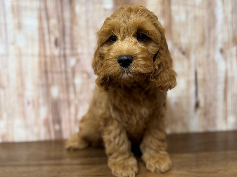 Cockapoo