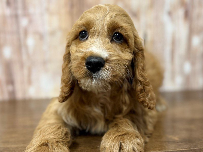 [#4304] Kyler - Red Male Cockapoo Puppies for Sale