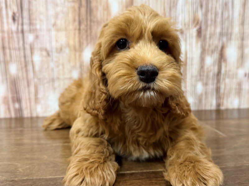 [#4305] Daniel - Red Male Cockapoo Puppies for Sale