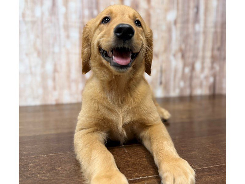 [#4300] Mandi - Red Female Golden Retriever Puppies for Sale