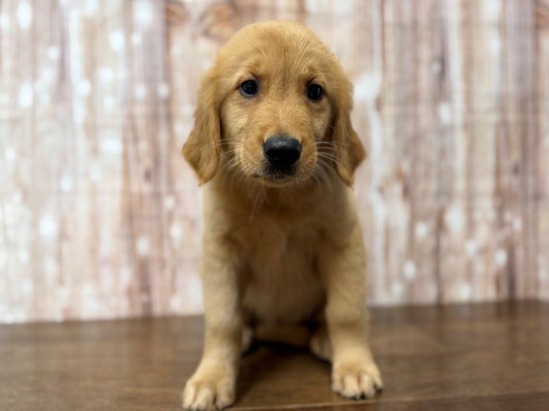 [#4301] Penelope - Red Female Golden Retriever Puppies for Sale