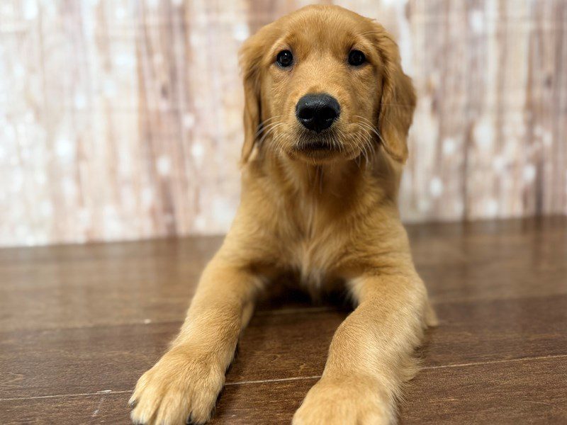 Golden Retriever Dog Female Red 4299