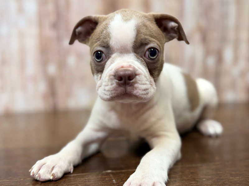 [#4283] Felicity - Light brown and white Female Boston Terrier Puppies for Sale