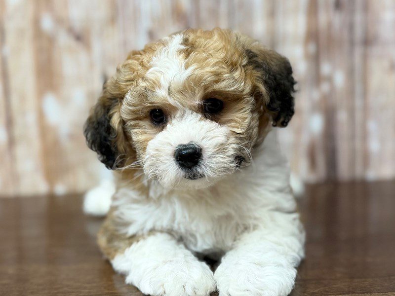 [#4321] Asher - Brown and white Male Teddy Bear (Shihchon) Puppies for Sale